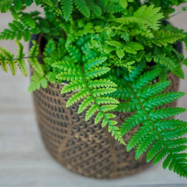 paproc-zanokcica-ciemna-asplenium-adiantum-nigrum (3) paproc-zanokcica-ciemna-asplenium-adiantum-nigrum