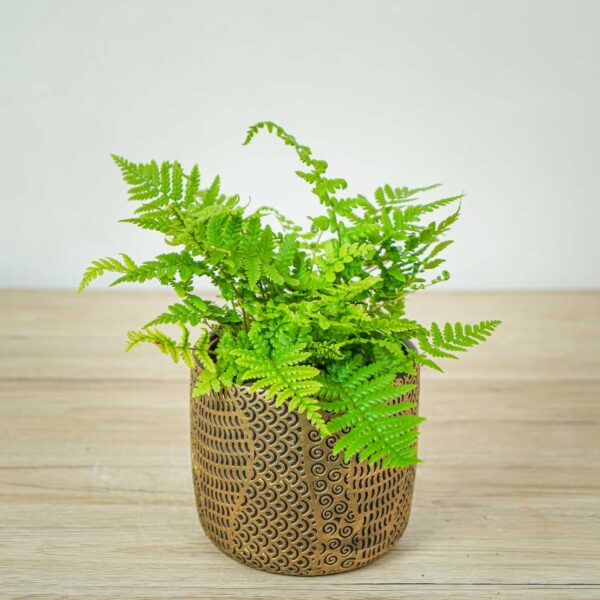 paproc-zanokcica-ciemna-asplenium-adiantum-nigrum
