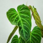 philodendron-splendid