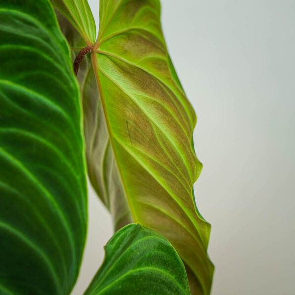 philodendron-splendid (3) philodendron-splendid
