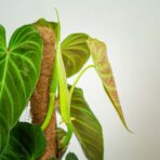 philodendron-splendid