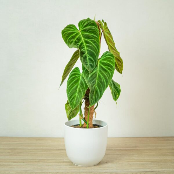 philodendron-splendid philodendron-splendid