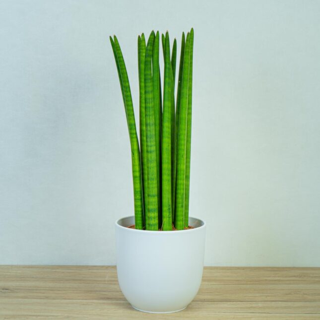 sansevieria-cylindrica-gigant sansevieria-cylindrica-gigant