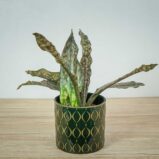 sansevieria-kirkii-coppertone