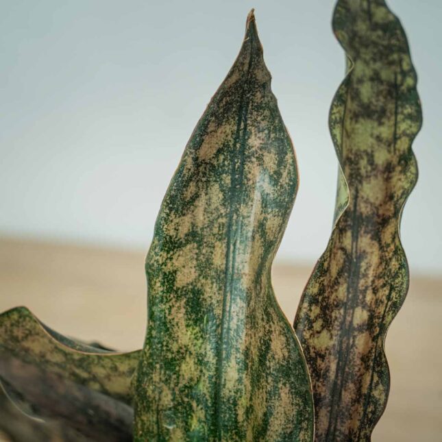 sansevieria-kirkii-coppertone (2) sansevieria-kirkii-coppertone
