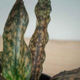 sansevieria-kirkii-coppertone