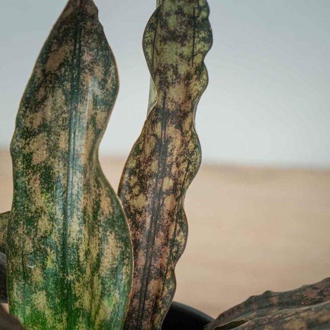sansevieria-kirkii-coppertone (3) sansevieria-kirkii-coppertone