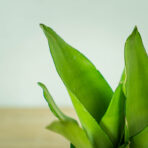 sansevieria-moonshine