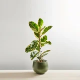 Fikus elastica tineke (ficus)