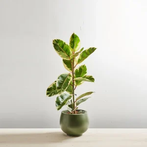 Fikus elastica tineke (ficus)