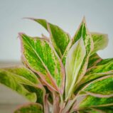 aglaonema-pink-aurora