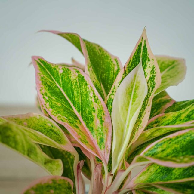 aglaonema-pink-aurora (2) aglaonema-pink-aurora