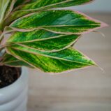 aglaonema-pink-aurora