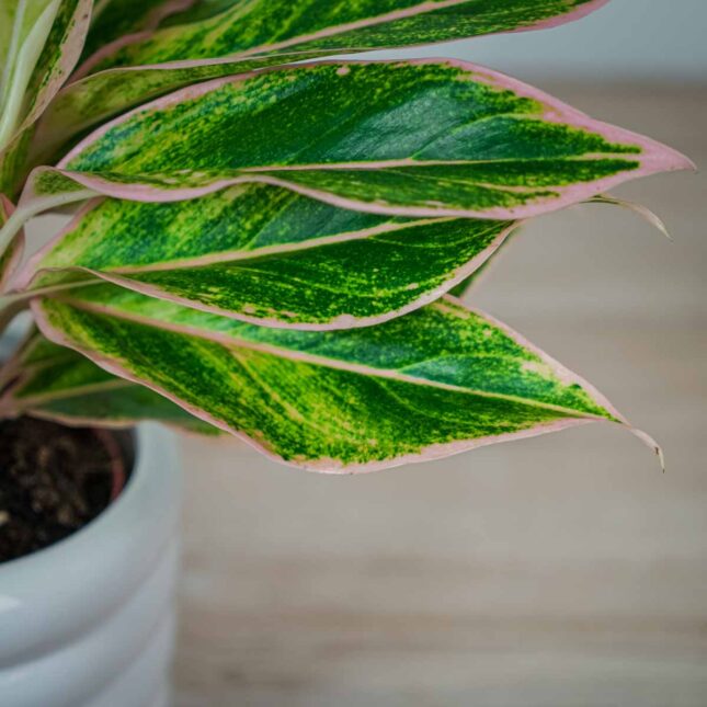 aglaonema-pink-aurora (3) aglaonema-pink-aurora