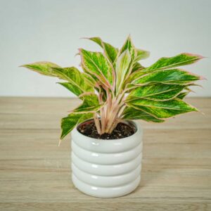 aglaonema-pink-aurora