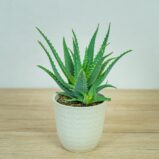 aloes-drzewiasty-aloe-arborescens