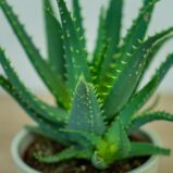 aloes-drzewiasty-aloe-arborescens