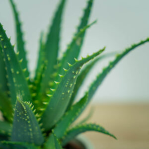 aloes-drzewiasty-aloe-arborescens