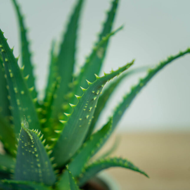aloes-drzewiasty-aloe-arborescens (3) aloes-drzewiasty-aloe-arborescens