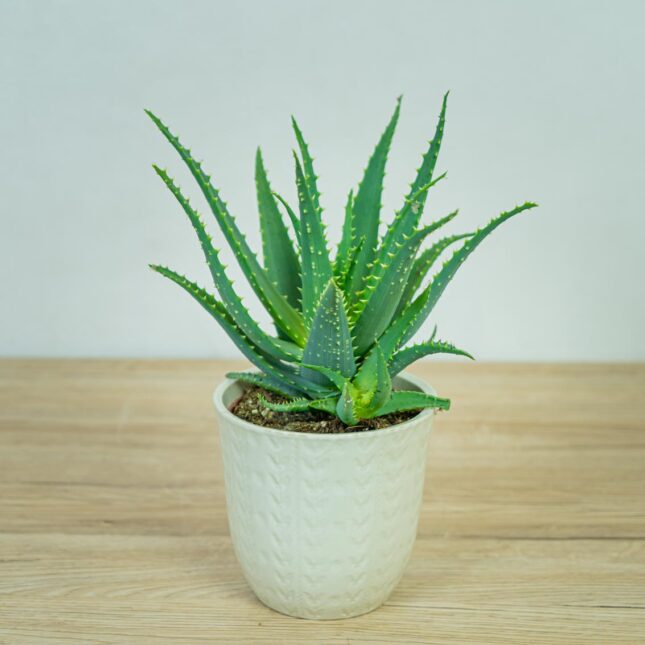 aloes-drzewiasty-aloe-arborescens aloes-drzewiasty-aloe-arborescens
