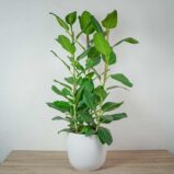 fikus-bengalski-audrey-ficus-drzewko