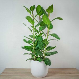 fikus-bengalski-audrey-ficus-drzewko