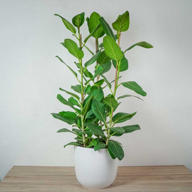 fikus-bengalski-audrey-ficus-drzewko fikus-bengalski-audrey-ficus-drzewko
