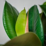 fikus-elastica-robusta-ficus-drzewko