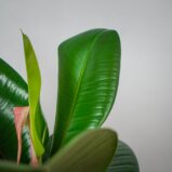 fikus-elastica-robusta-ficus-drzewko