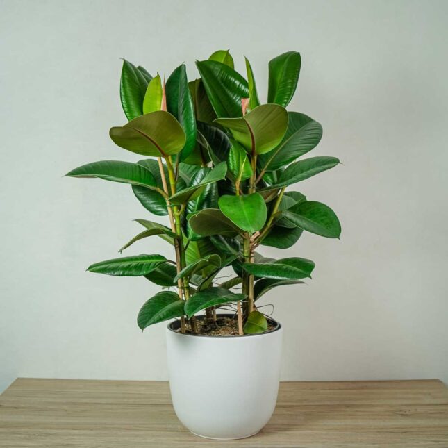 fikus-elastica-robusta-ficus-drzewko fikus-elastica-robusta-ficus-drzewko