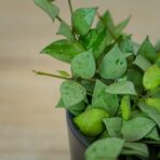 hoya-krohniana-eskimo