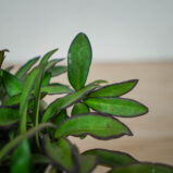 hoya-rosita-sadzonka