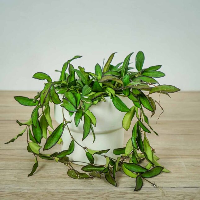 hoya-rosita-sadzonka (2) hoya-rosita-sadzonka