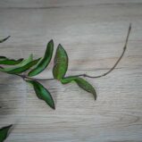 hoya-rosita-sadzonka