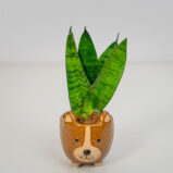 Sansevieria zeylanica fan
