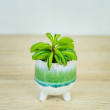 peperomia-fire-sparks-baby