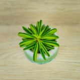 peperomia-fire-sparks-baby