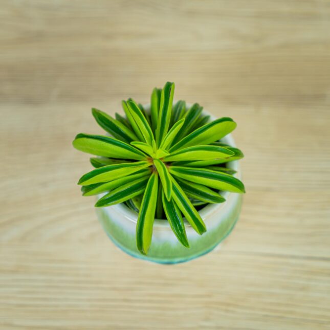 peperomia-fire-sparks-baby (2) peperomia-fire-sparks-baby