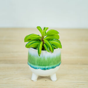 peperomia-fire-sparks-baby