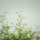 perelkowiec-drobnolistny-sophora-little-baby