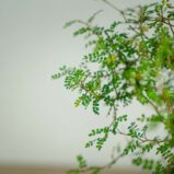 perelkowiec-drobnolistny-sophora-little-baby