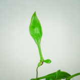 philodendron-joepii