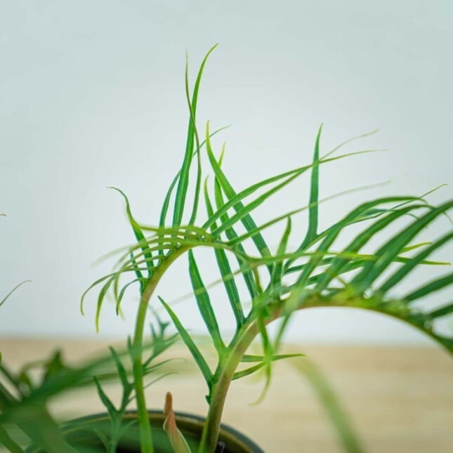 philodendron-tortum (2) philodendron-tortum