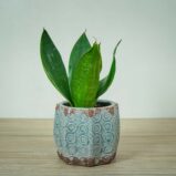 sansevieria-trifasciata-hahnii-black