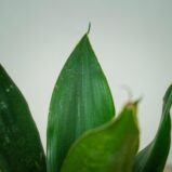 sansevieria-trifasciata-hahnii-black