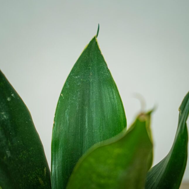 sansevieria-trifasciata-hahnii-black (2) sansevieria-trifasciata-hahnii-black