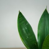 sansevieria-trifasciata-hahnii-black