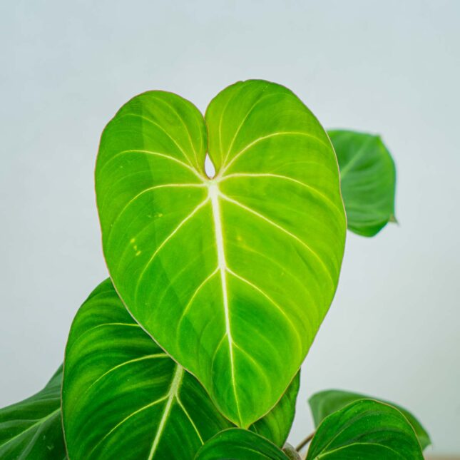 philodendron-gloriosum philodendron-gloriosum