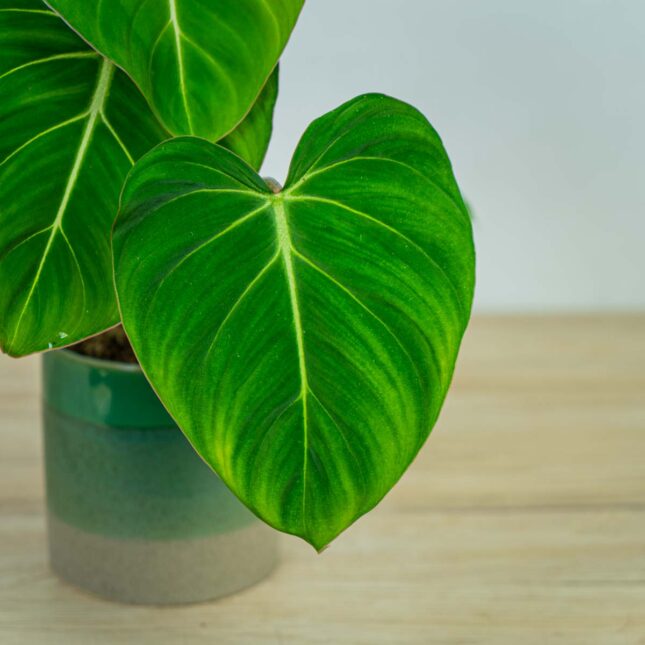 philodendron-gloriosum philodendron-gloriosum