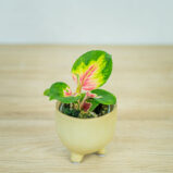 aglaonema-china-red-baby